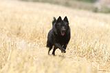 SCHIPPERKE 065